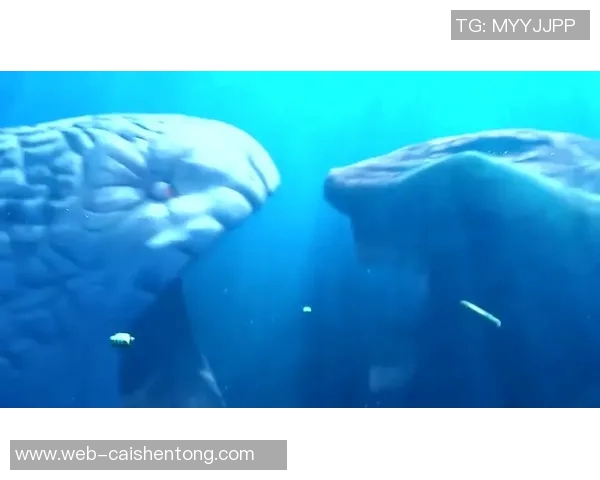 剑鱼与鲨鱼的海洋对决谁才是真正的海洋霸主